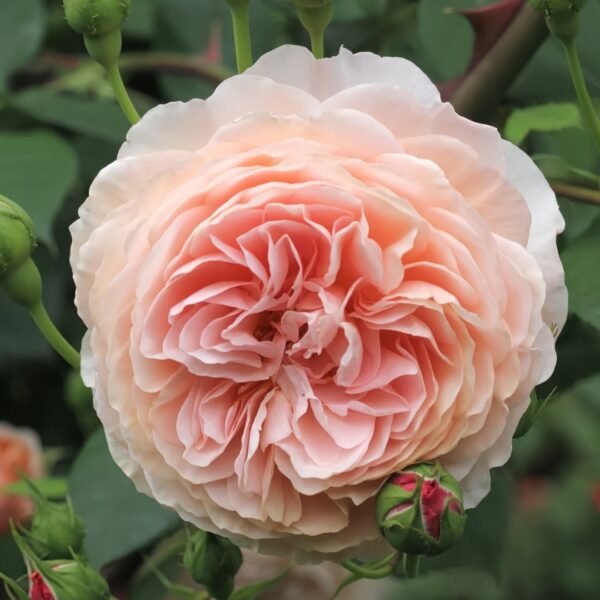 William Morris Rose