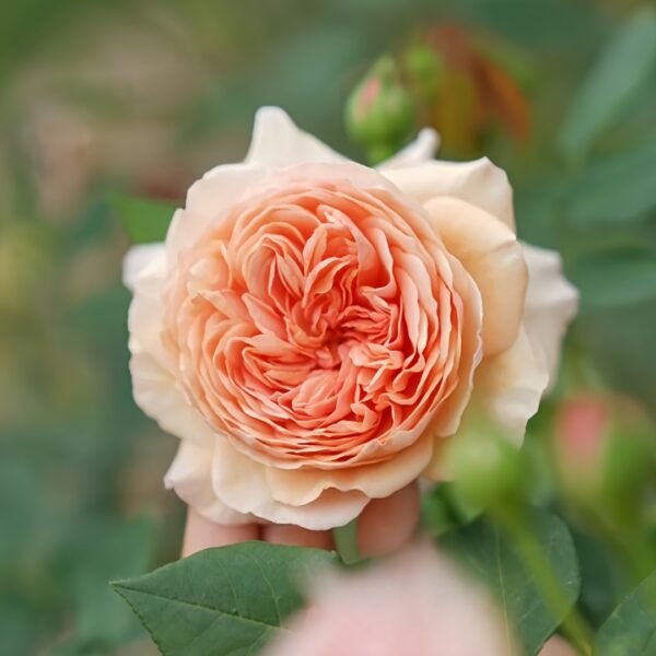 William Morris Rose