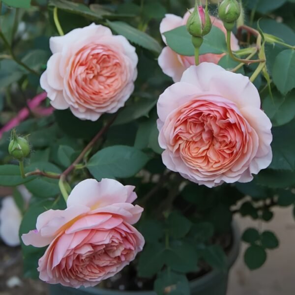 William Morris Rose