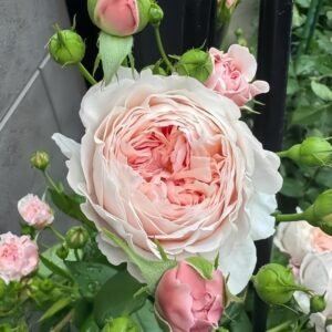 William Morris Rose