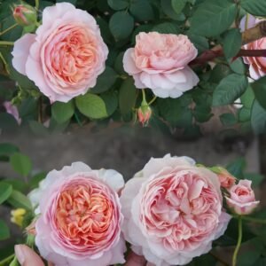 William Morris Rose