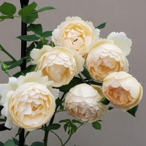 Wollerton Old Hall Rose