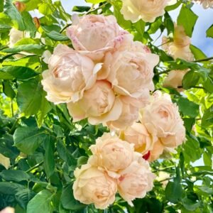 Wollerton Old Hall Rose