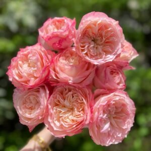Xiaoliwo Rose
