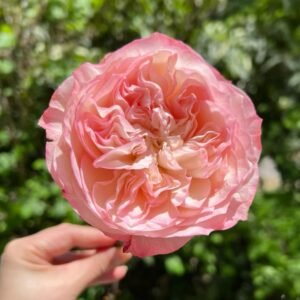 Xiaoliwo Rose