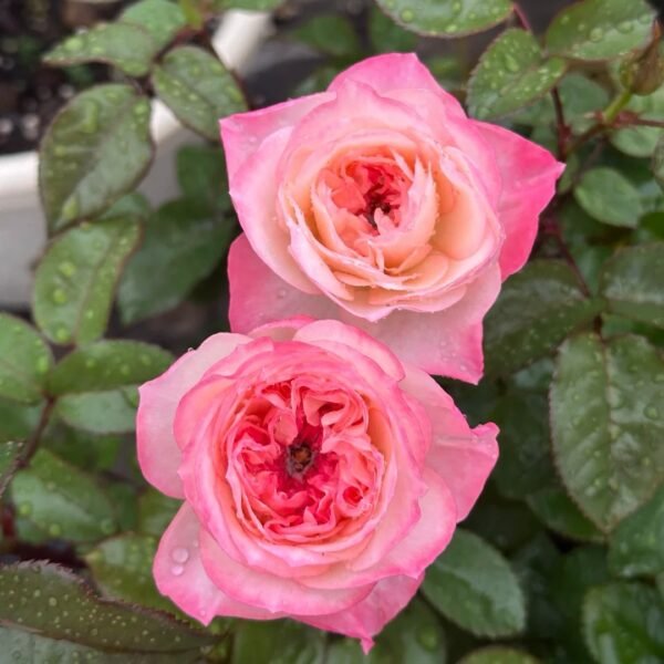Xiaoliwo Rose