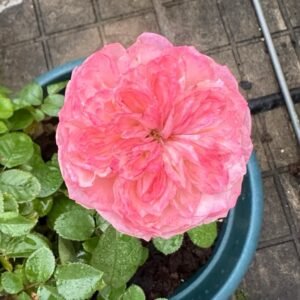 Xiaoliwo Rose