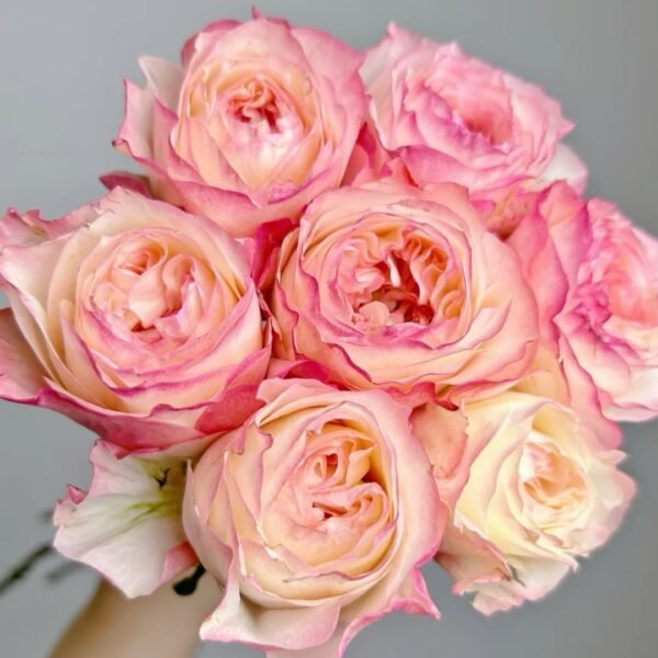 Xiaoliwo Rose5 Xiaoliwo Rose