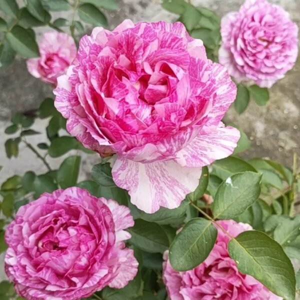 Yves Splash Rose