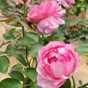 Yves Splash Rose