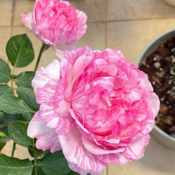 Yves Splash Rose