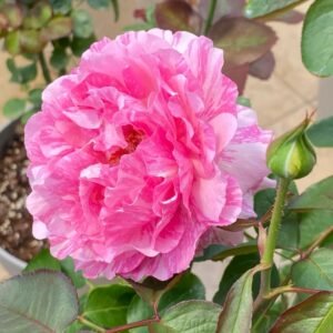 Yves Splash Rose