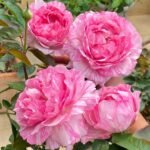 Yves Splash Rose
