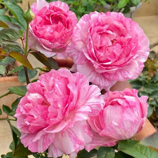 Yves Splash5 Yves Splash Rose