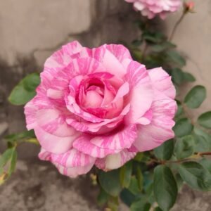 Yves Splash Rose