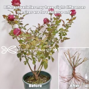Lady Candle Rose