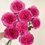 Abdiel Rose