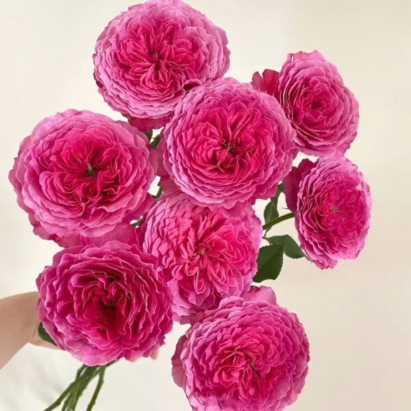Abdiel Rose01 Abdiel Rose