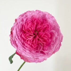 Abdiel Rose