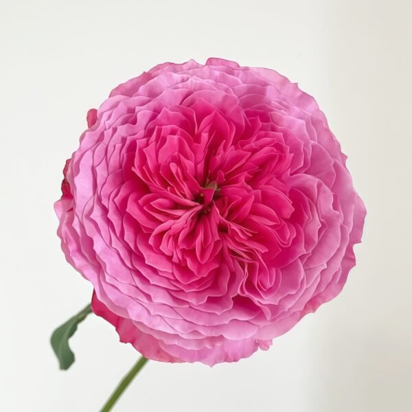 Abdiel Rose