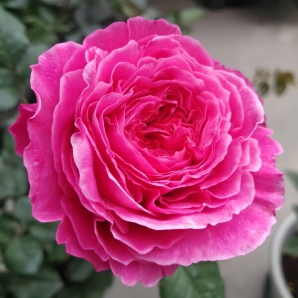 Abdiel Rose