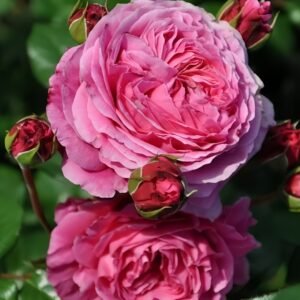 Abdiel Rose