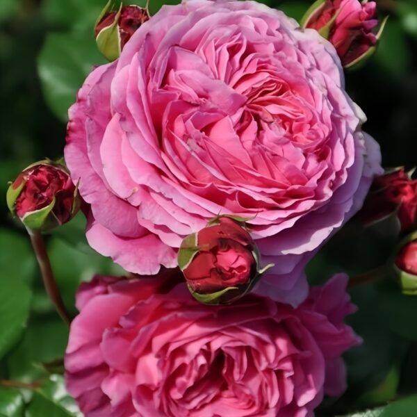 Abdiel Rose