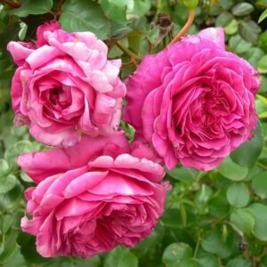 Abdiel Rose