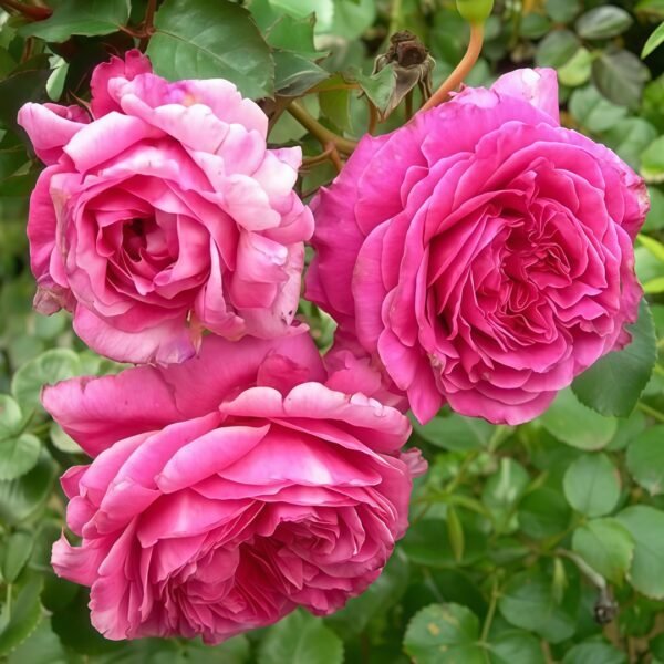 Abdiel Rose