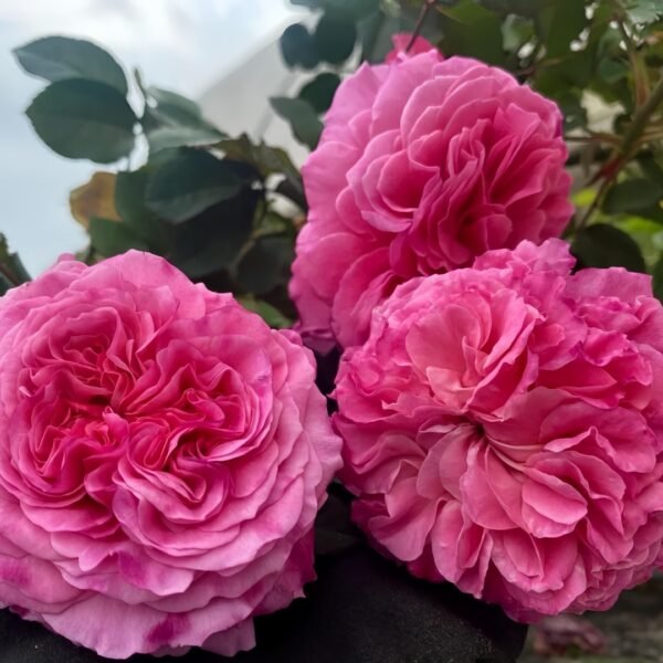 Abdiel Rose