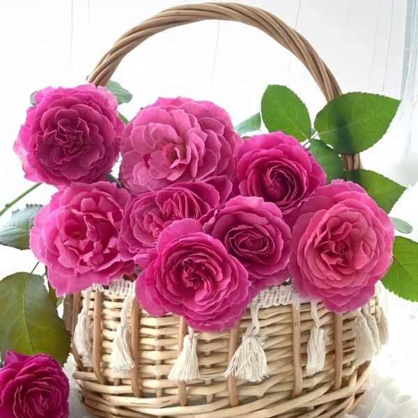 Abdiel Rose