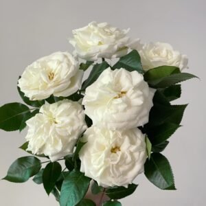 Alabaster Rose