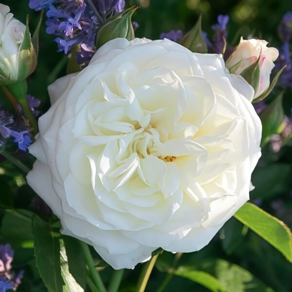 Alabaster Rose