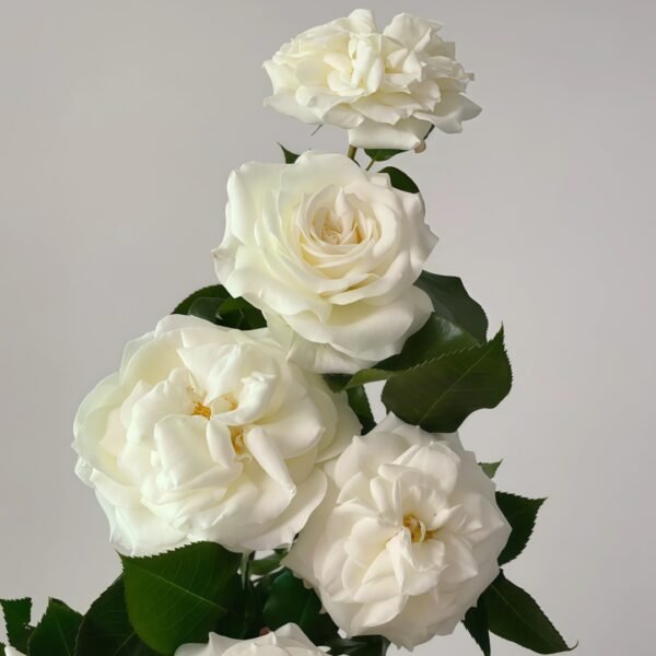 Alabaster Rose