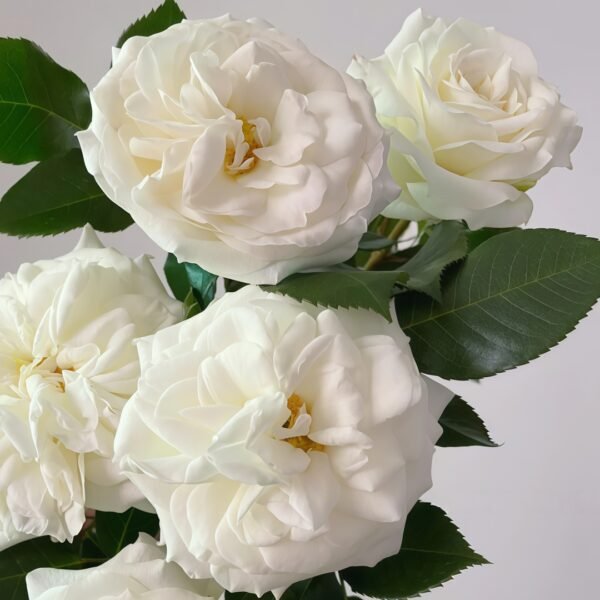 Alabaster Rose