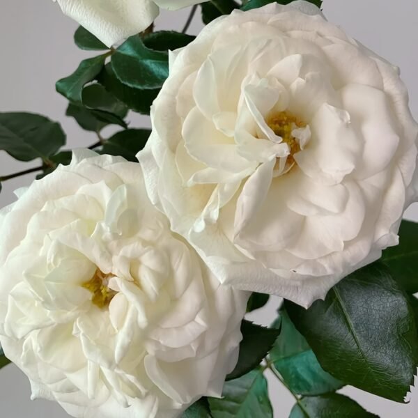 Alabaster Rose