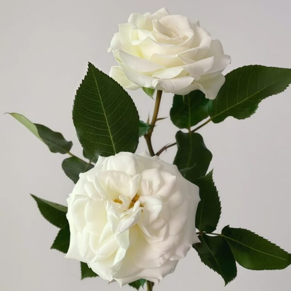 Alabaster Rose