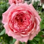 Anne-sophie Pic Rose