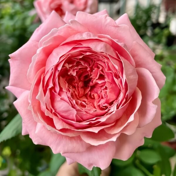 Anne-sophie Pic Rose01 Anne-sophie Pic Rose