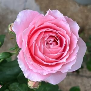 Anne-sophie Pic Rose