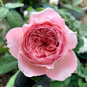 Anne-sophie Pic Rose