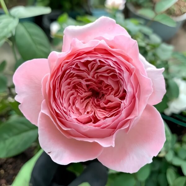 Anne-sophie Pic Rose