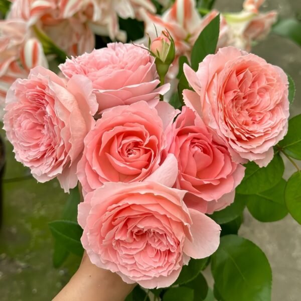 Anne-sophie Pic Rose