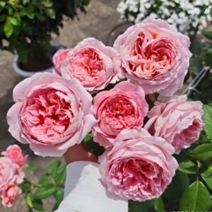 Anne-sophie Pic Rose