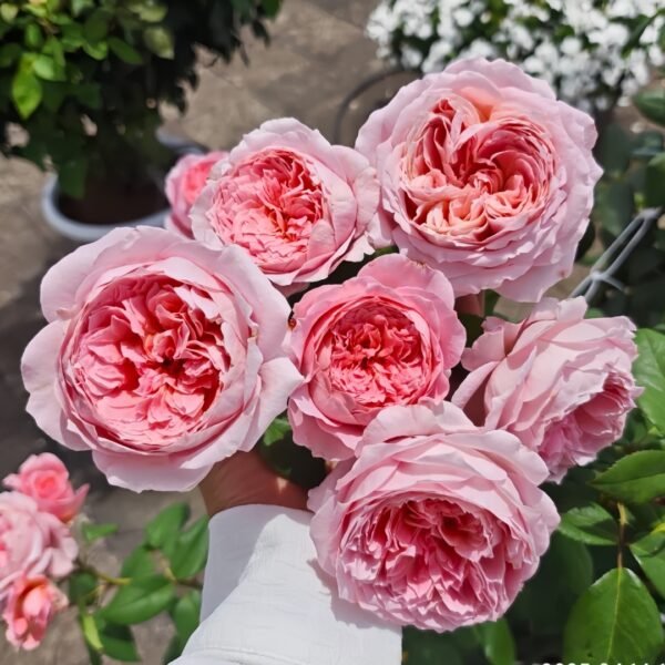 Anne-sophie Pic Rose
