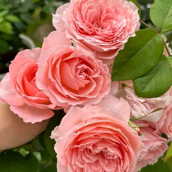 Anne-sophie Pic Rose