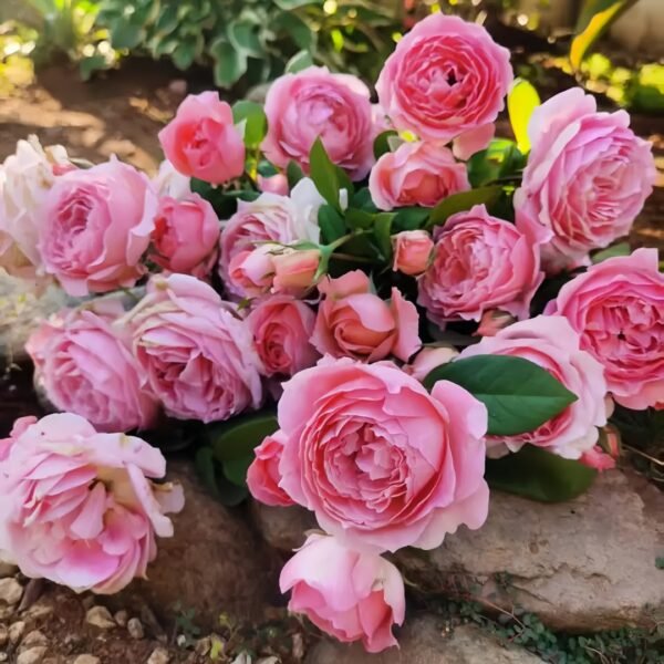 Anne-sophie Pic Rose