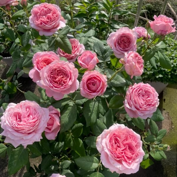 Anne-sophie Pic Rose