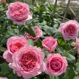 Anne-sophie Pic Rose Plant|安索菲比克 - 图片 10
