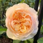 Apricot Cooler Rose